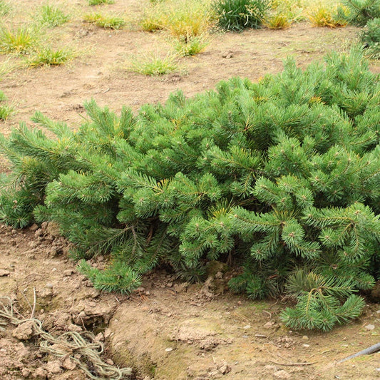 Pinus 'Hillside Creeper'