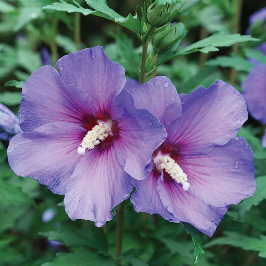 Hibiscus Paraplu Violet® Rose of Sharon
