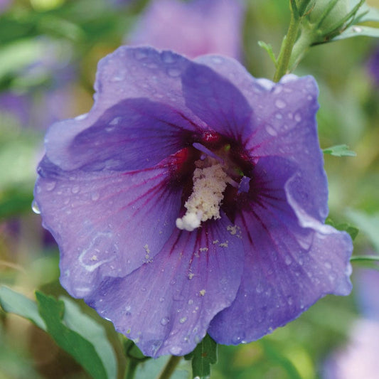Hibiscus Paraplu Violet® Rose of Sharon