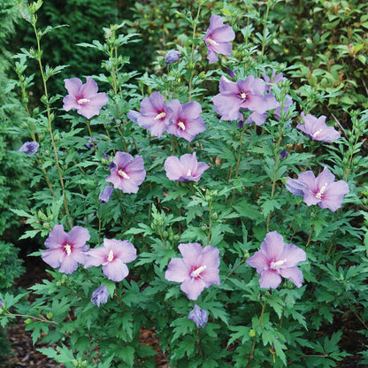 Hibiscus Paraplu Violet® Rose of Sharon