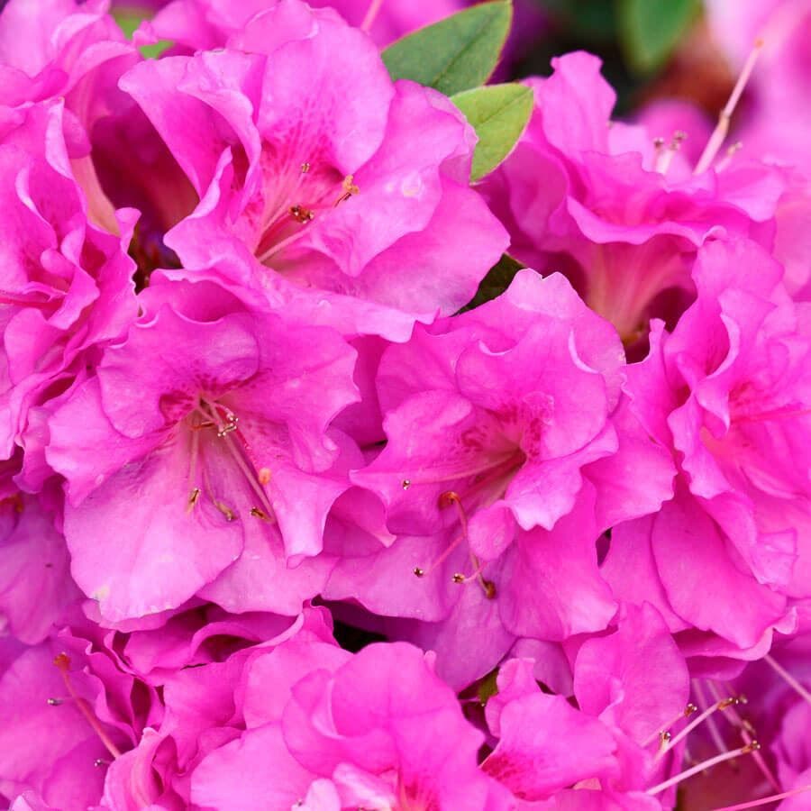 Rhododendron PERFECTO MUNDO® Double Purple Azalea