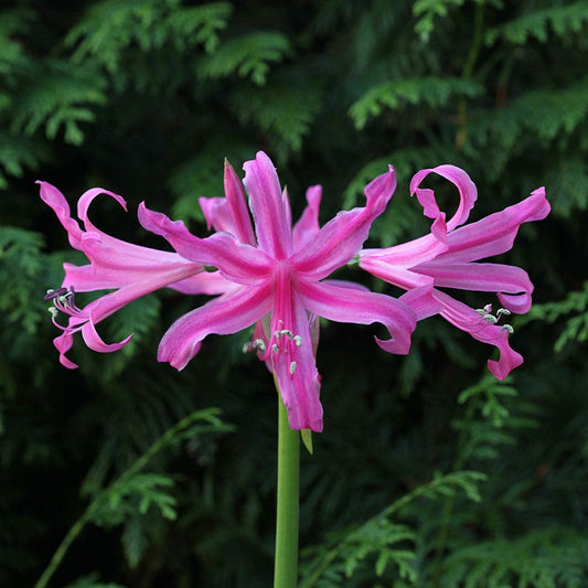 Nerine bowdenii