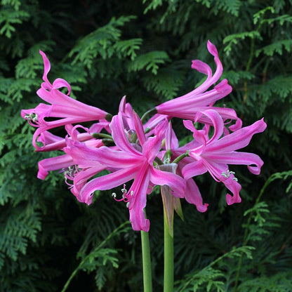 Nerine bowdenii