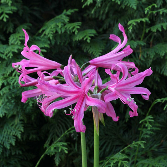 Nerine bowdenii