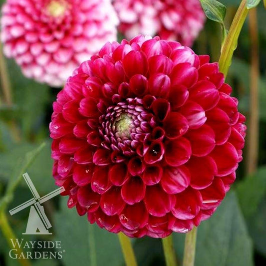 Dahlia 'Little William' Bulb