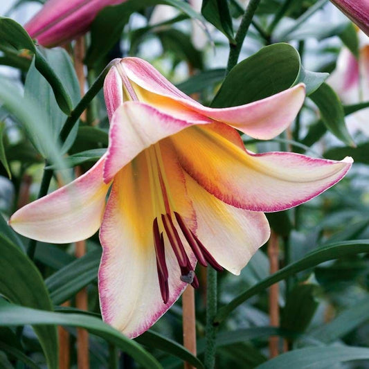 Lilium 'Bejing Moon' Tree