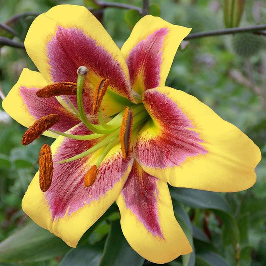 Lilium 'Robert Swanson' Tree Lily Bulb