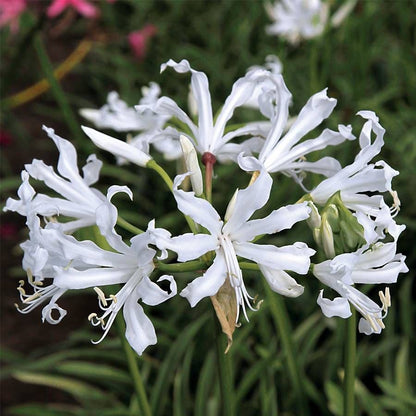 Nerine 'Alba'