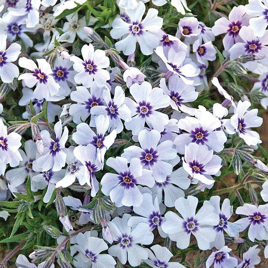 Phlox 'North Hills'
