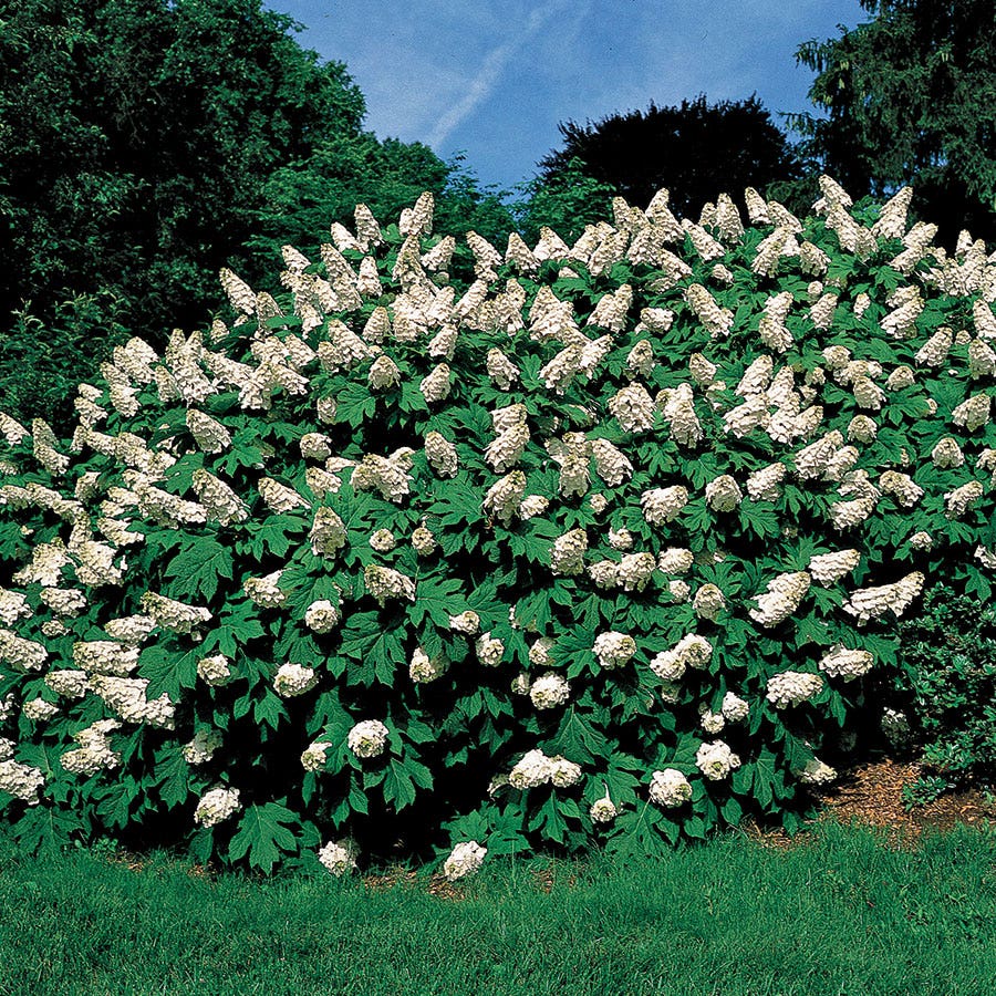 Hydrangea Snow Queen