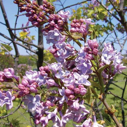 Syringa 'Aucubaefolia'