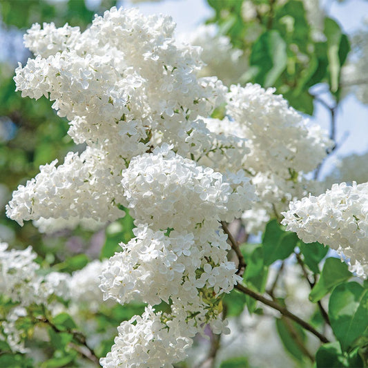 Syringa vulgaris 'Bridal Memories'