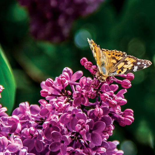 Syringa 'Ludwig Spaeth'