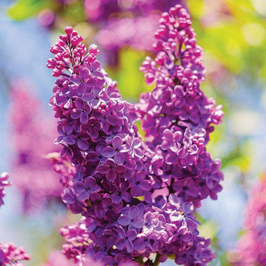Syringa 'Ludwig Spaeth'