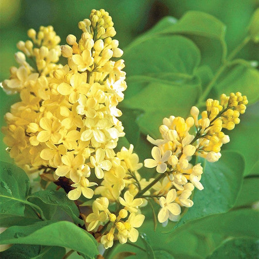 Syringa vulgaris 'Primrose'