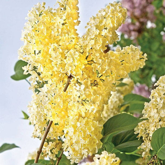 Syringa vulgaris 'Primrose'