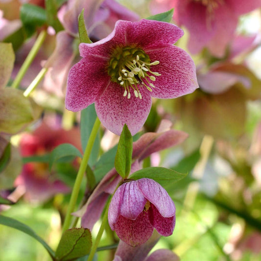 Helleborus 'Red Mountain'