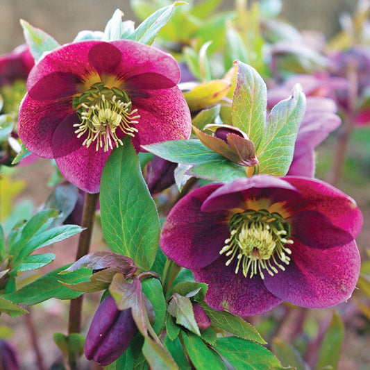 Helleborus 'Red Mountain'