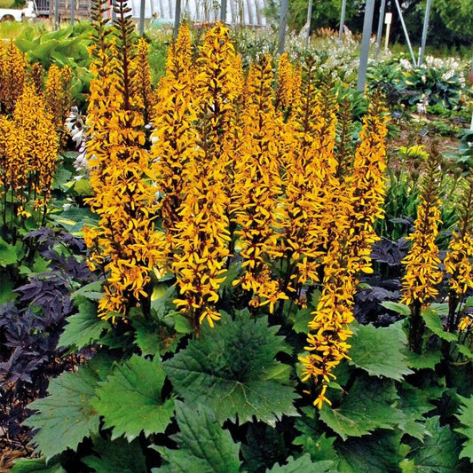 Ligularia 'Little Rocket'