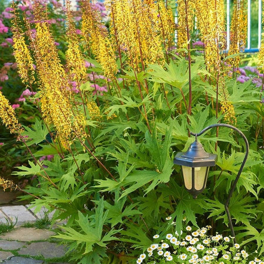 Ligularia 'Little Rocket'