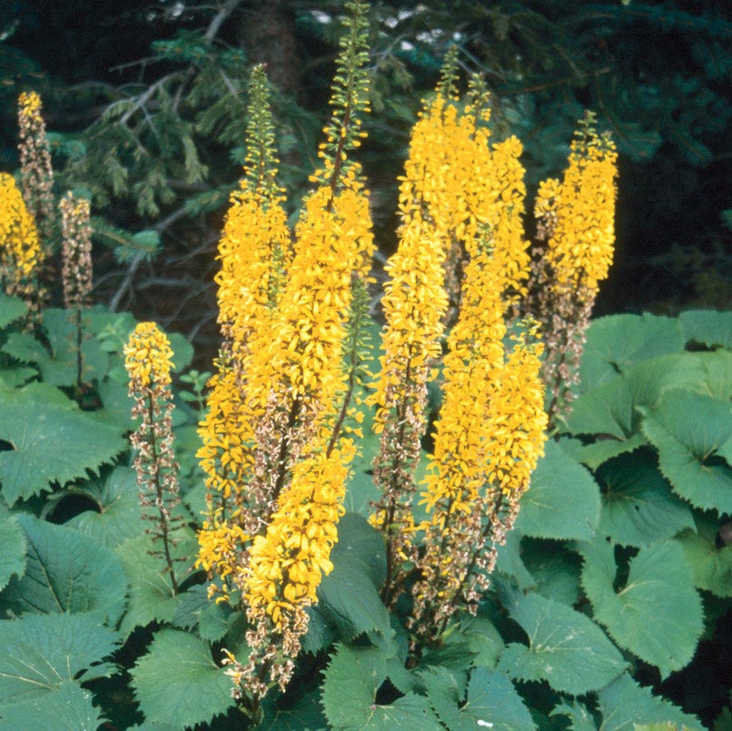 Ligularia 'Little Rocket'