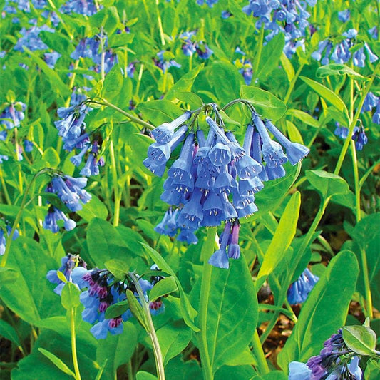 Mertensia 'Virginia Bluebells'