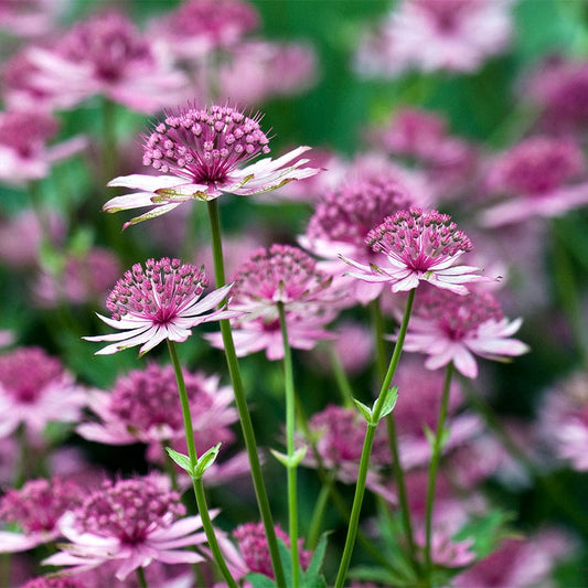 Astrantia major var. rosea