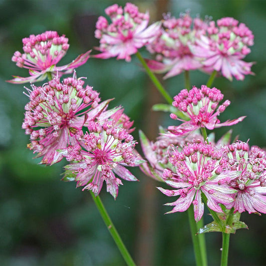 Astrantia major var. rosea