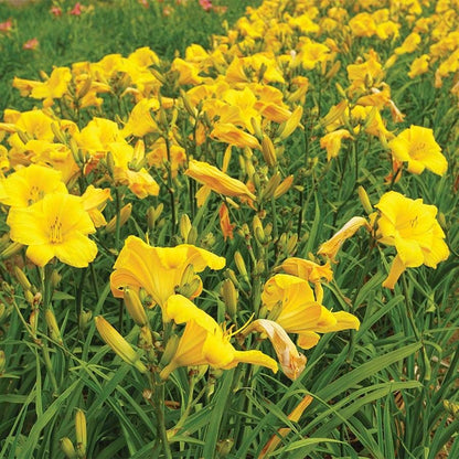 Hemerocallis 'Buttered Popcorn'