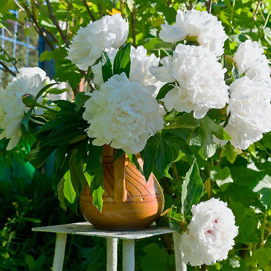 Paeonia 'Shirley Temple'