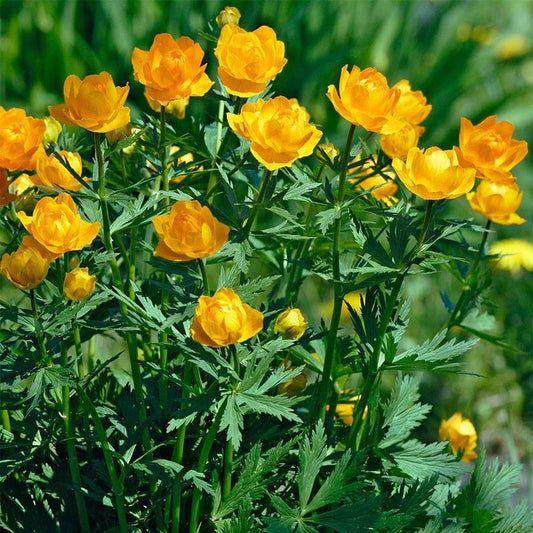 Trollius 'Golden Queen'