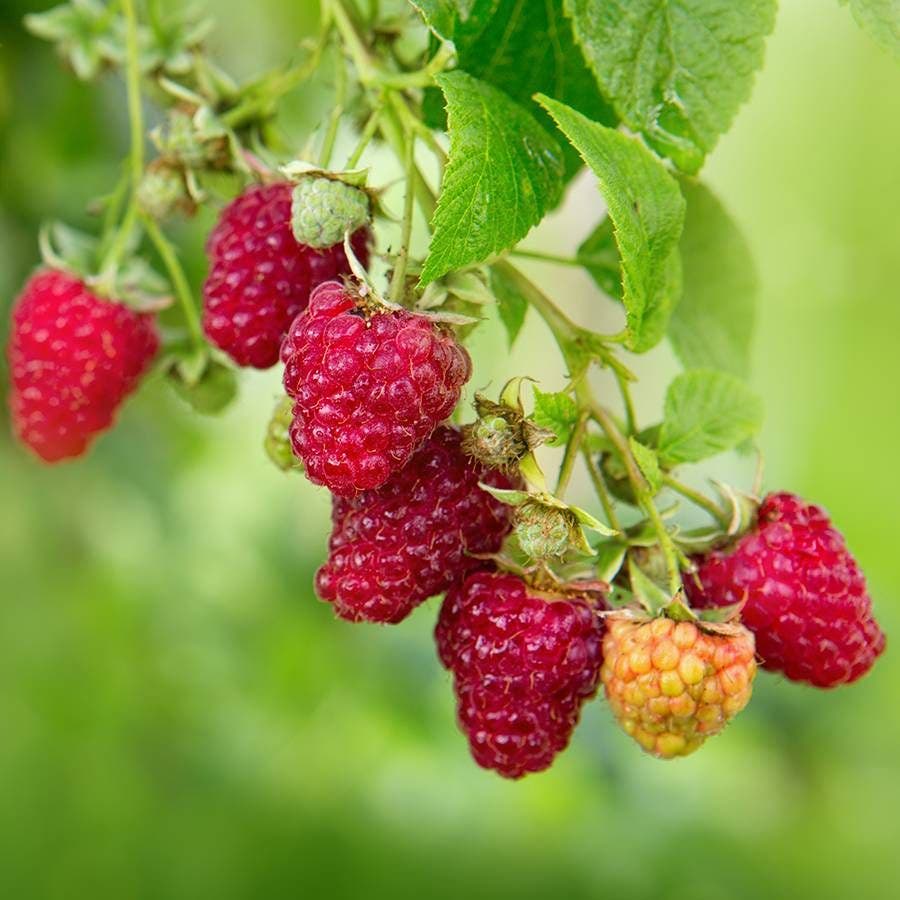 Raspberry 'Vintage' Rubus – Wayside Gardens