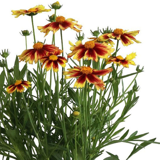 Coreopsis 'Iron Lady'