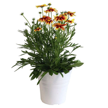 Coreopsis 'Iron Lady'