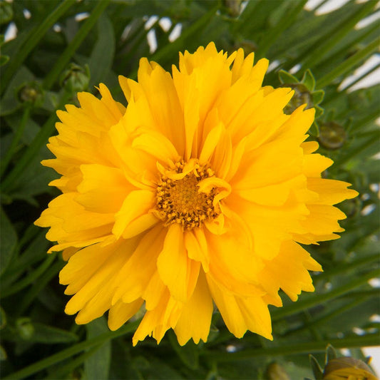 Coreopsis 'SunSwirl'