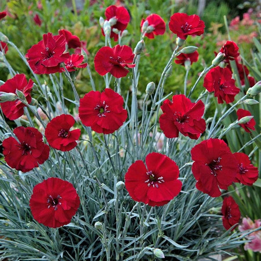 Dianthus AMERICAN PIE® Cherry Pie - Red Carnations