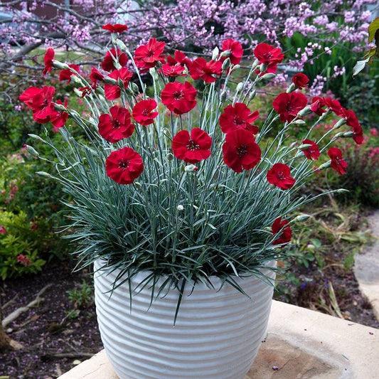 Dianthus AMERICAN PIE® Cherry Pie - Red Carnations