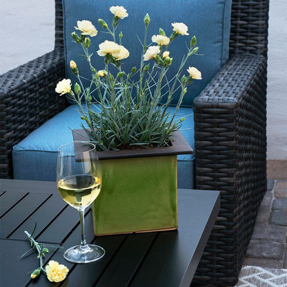 Dianthus Hello Yellow