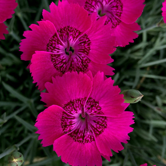 Dianthus STAR SINGLE™ Neon Star Improved