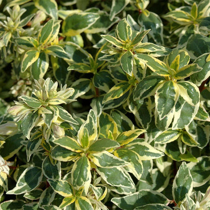 Abelia Panoramic Color™ 'Radiance'