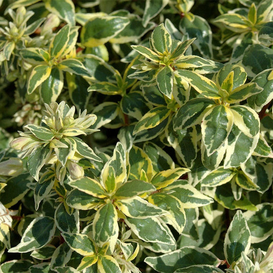 Abelia Panoramic Color™ 'Radiance'