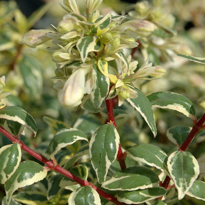 Abelia Panoramic Color™ 'Radiance'