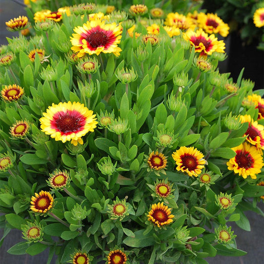 Gaillardia REALFLOR® 'Sunset Halo'