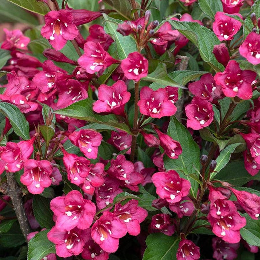 Weigela TOWERS OF FLOWERS® 'Cherry'