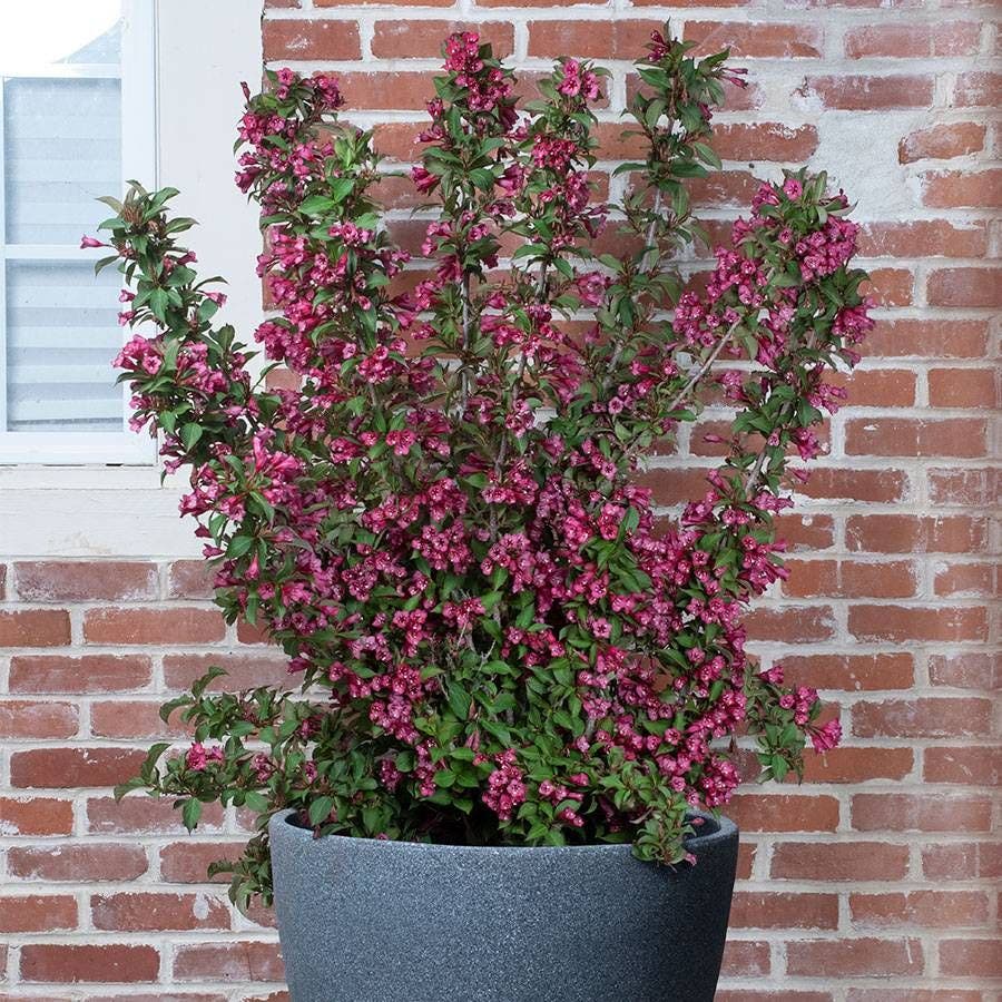 Weigela TOWERS OF FLOWERS® 'Cherry'