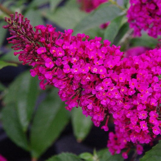 Buddleia Buzz™ Hot Raspberry
