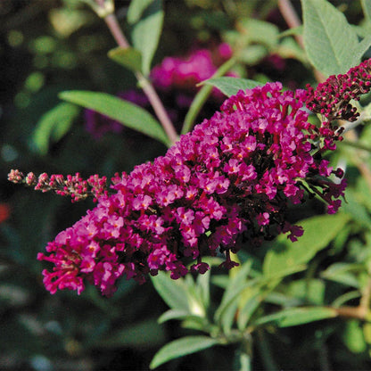 Buddleia Buzz™ Magenta Improved