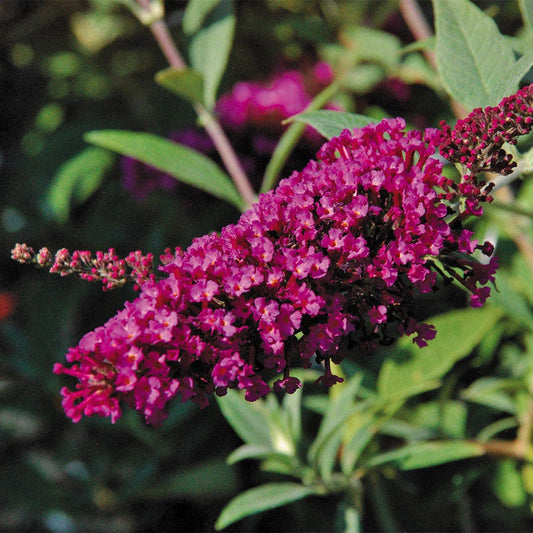 Buddleia Buzz™ Magenta Improved