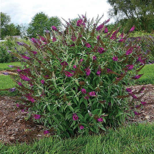 Buddleia Buzz™ Magenta Improved