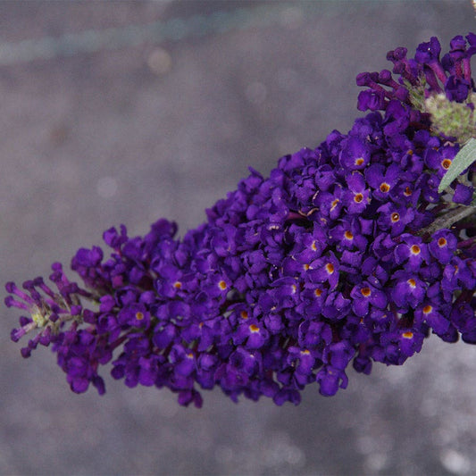 Buddleia Buzz™ Midnight